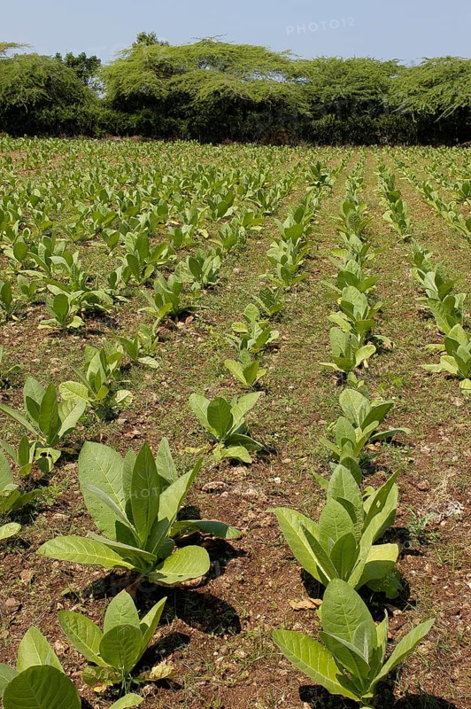 Tobacco plant