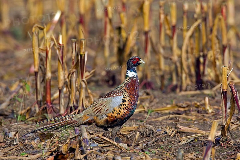 Common pheasant