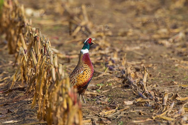 Common pheasant