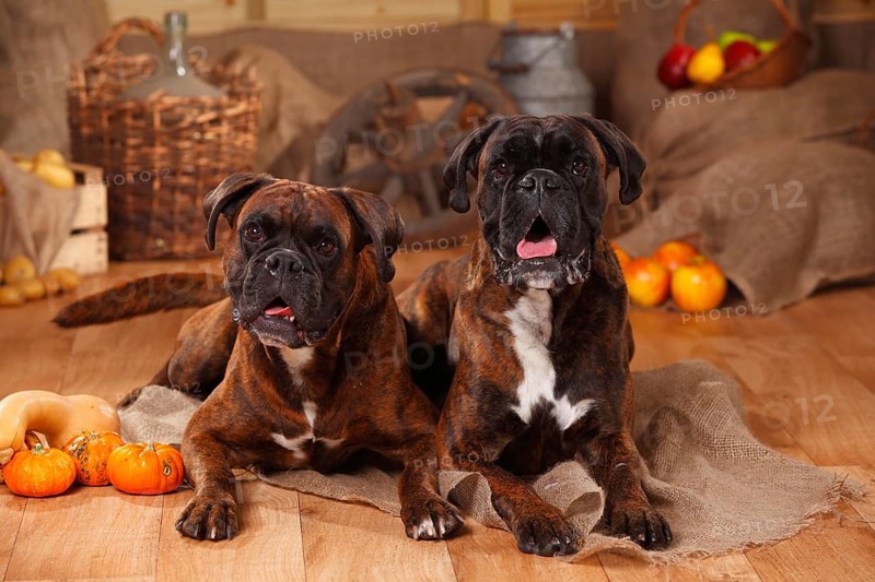 German Boxer