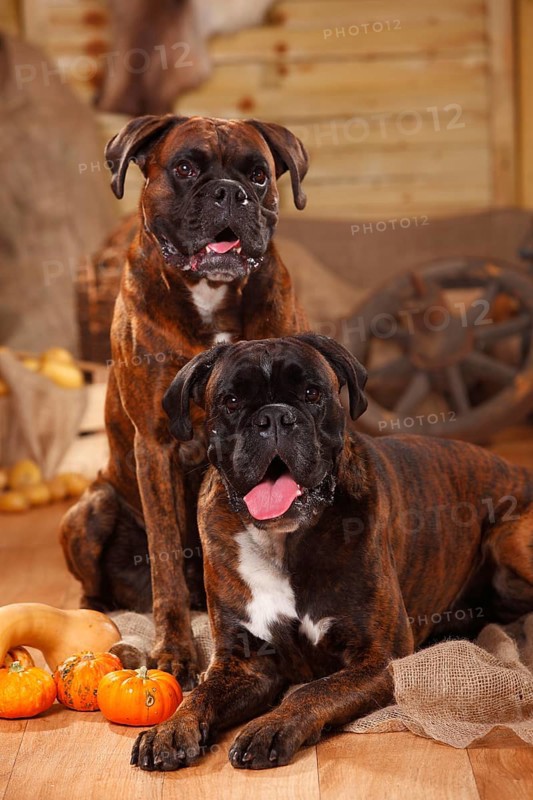 German Boxer