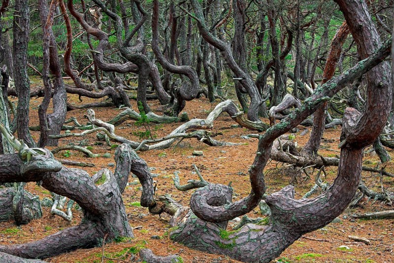 Windswept Scots pine