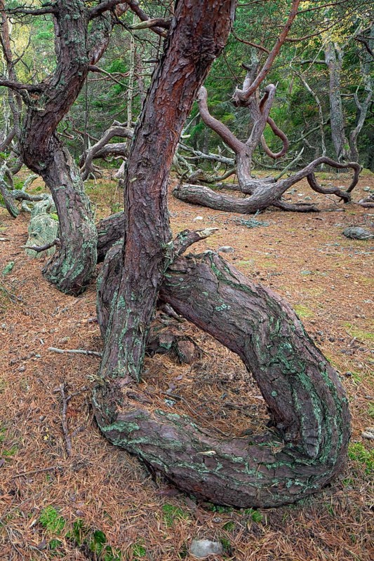 Windswept Scots pine