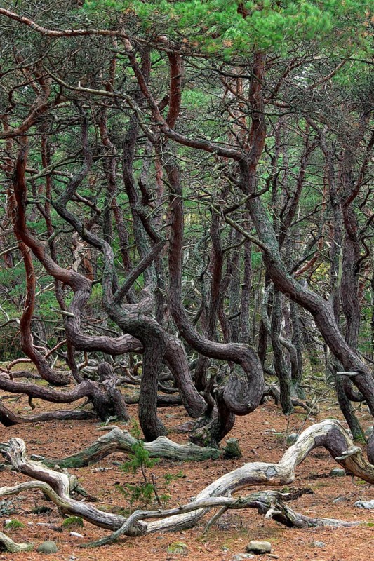 Windswept Scots pine
