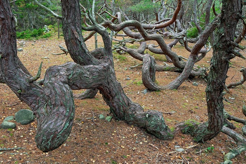 Windswept Scots pine