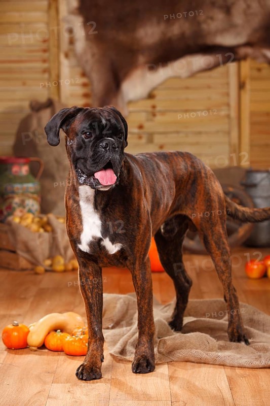 German Boxer
