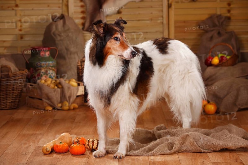 American Collie