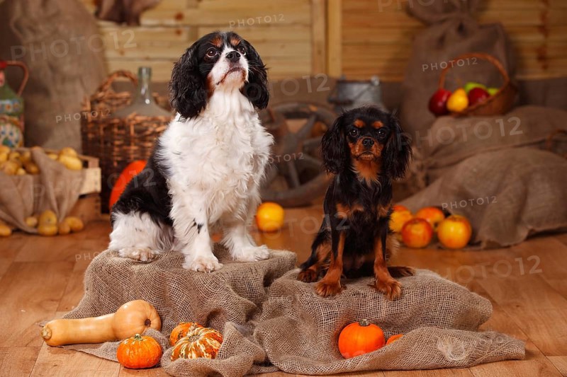 Cavalier King Charles Spaniel