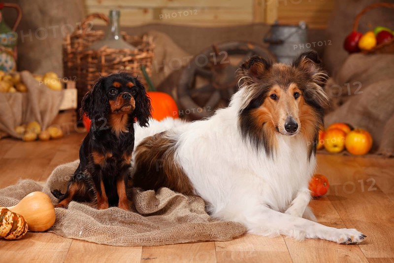 Cavalier King Charles Spaniel