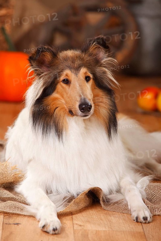 American Collie