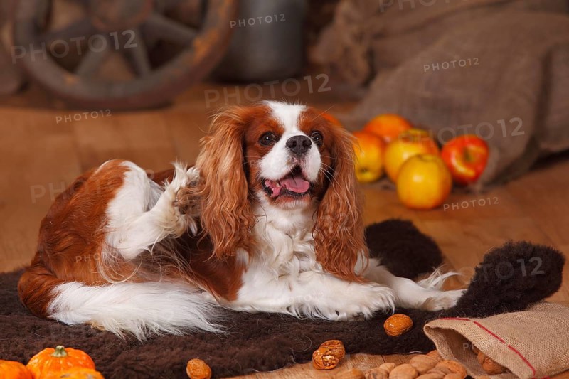 Cavalier King Charles Spaniel
