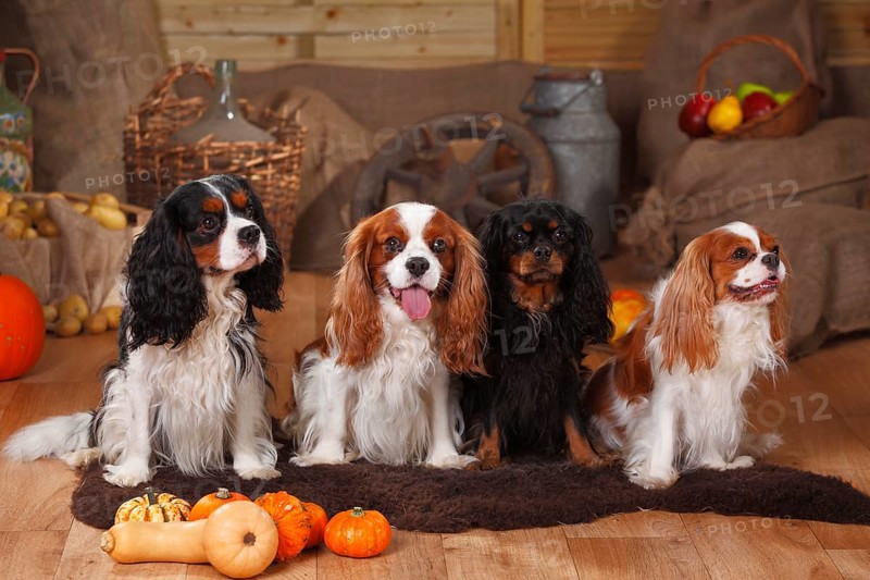 Cavalier King Charles Spaniel
