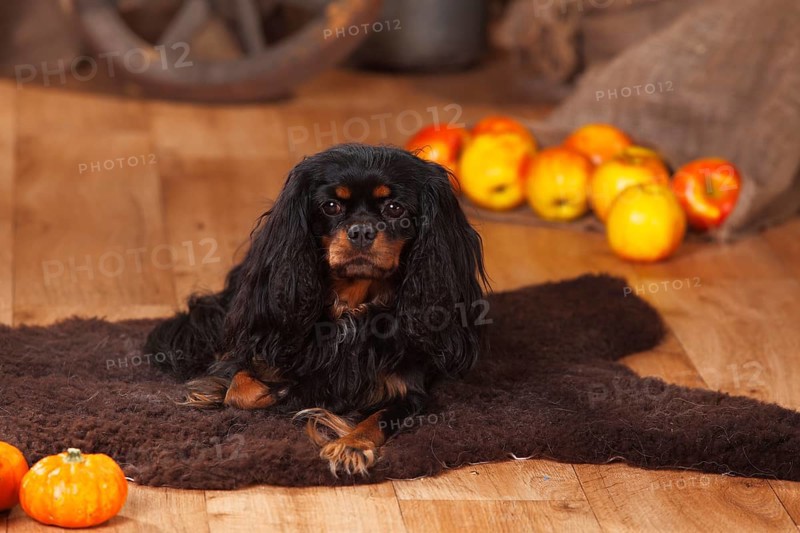 Cavalier King Charles Spaniel