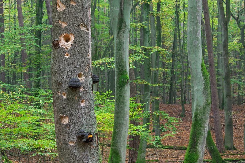 Woodpecker holes in the tree trunk with fungal disease in the beech forest in autumn