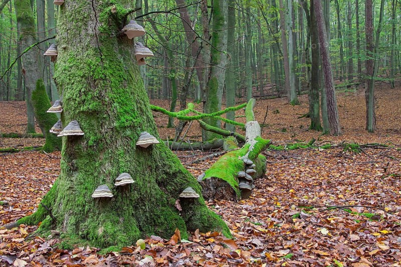 Red banded polypore