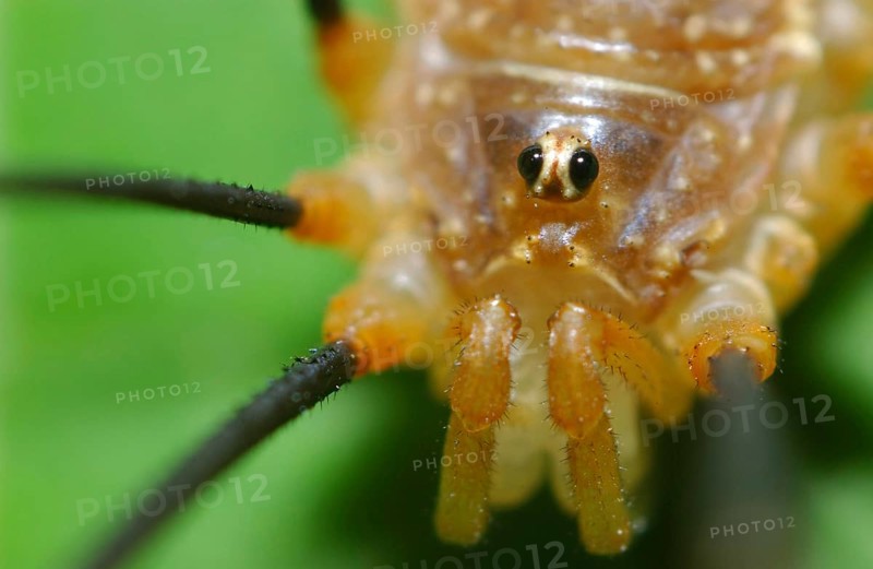 harvestman