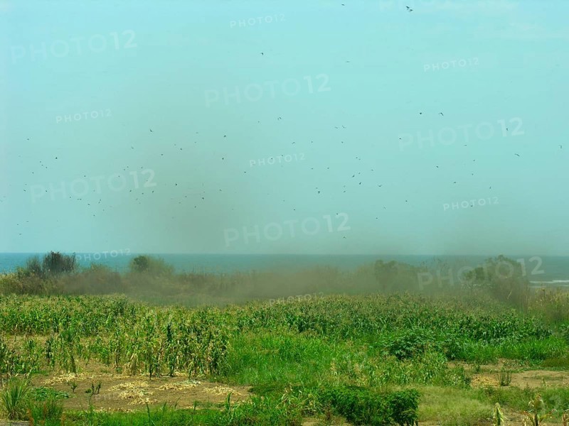 Sea fly swarm