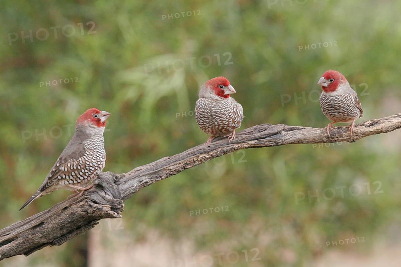 Red-headed Fire Finch