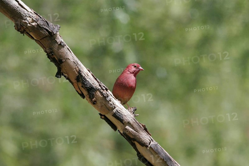 Senegal Fire Finch