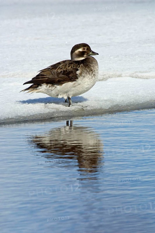 Long-tailed duck