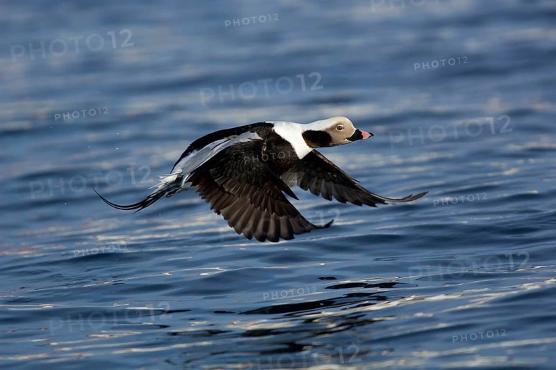 Long-tailed duck