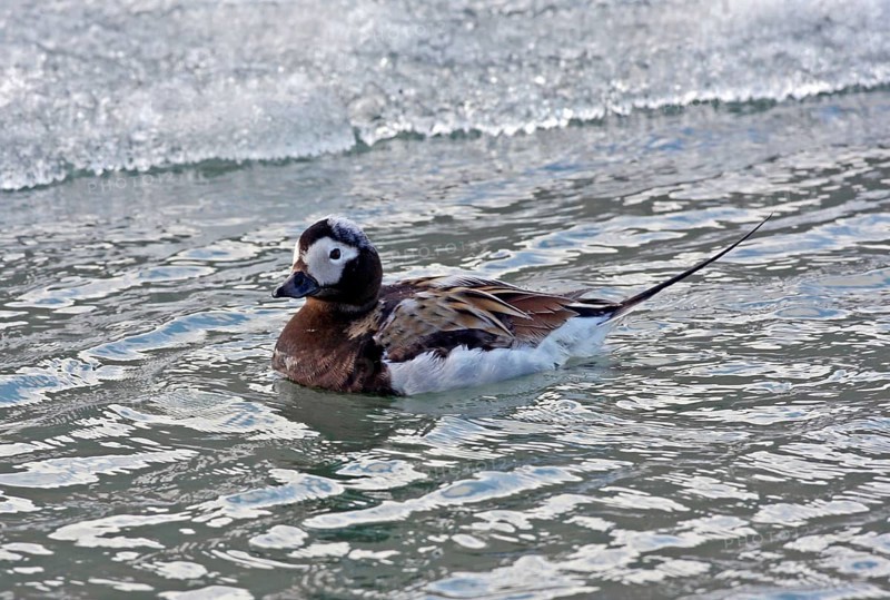 Long-tailed duck