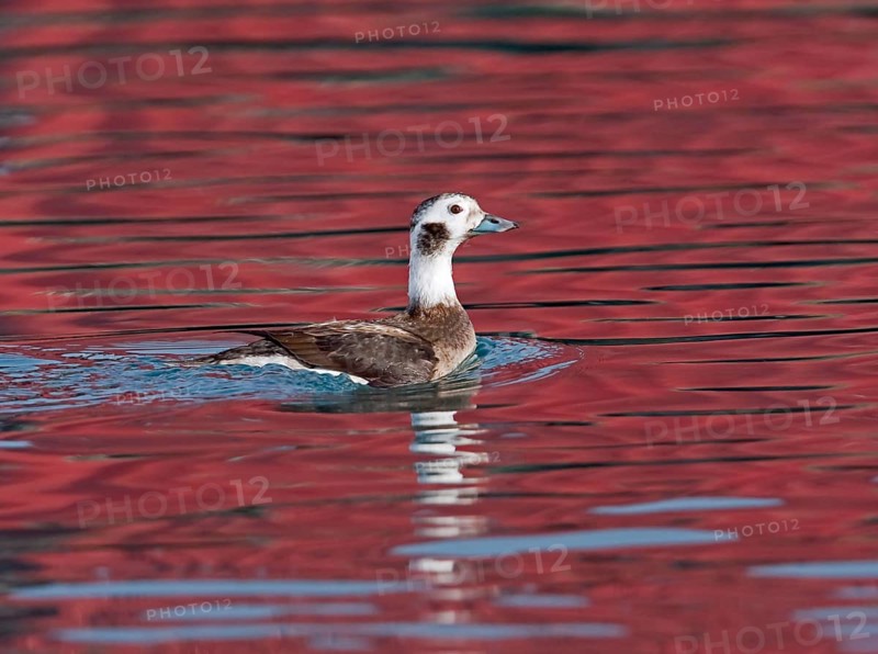 Long-tailed duck