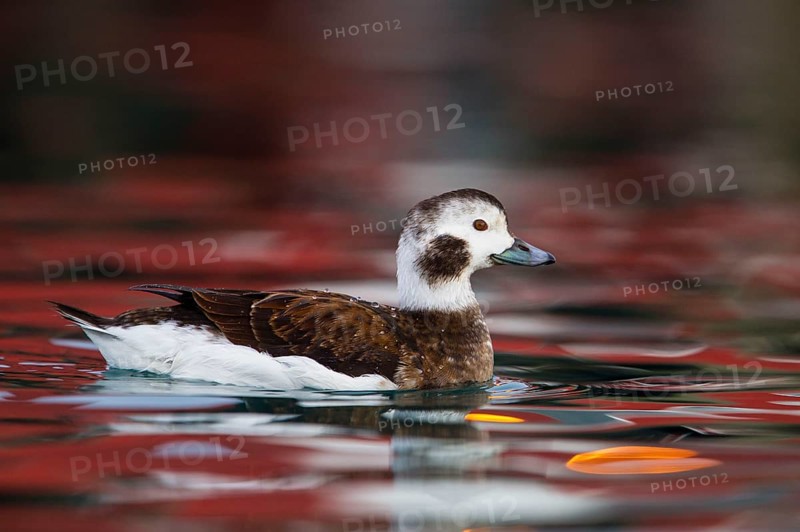 Long-tailed duck