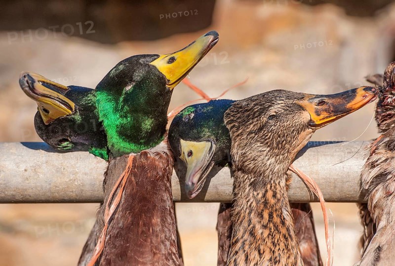 Mallards