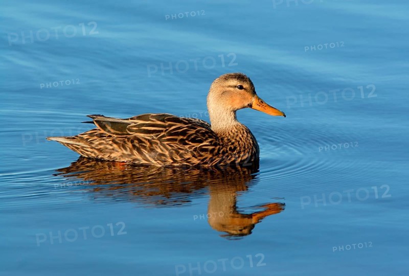Mottled Duck