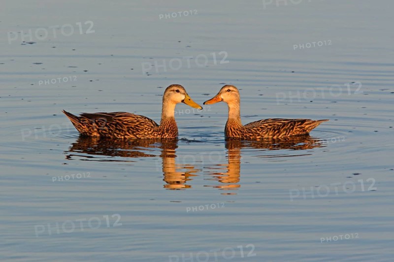 Mottled Duck