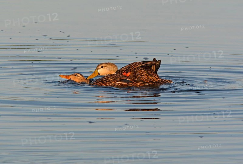 Mottled Duck