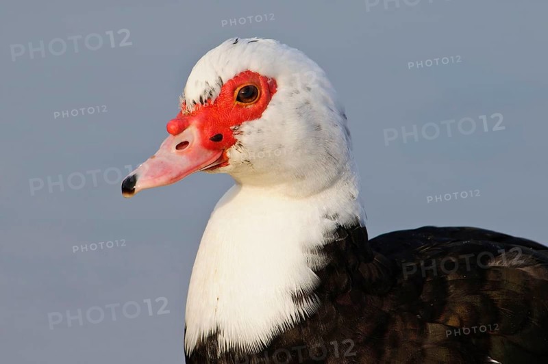 Muscovy Duck