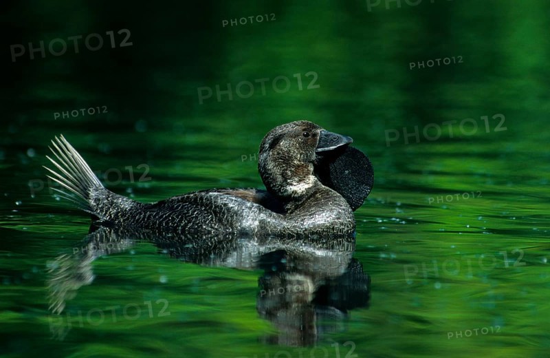 Musk duck