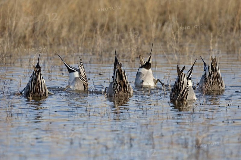 Northern Pintail