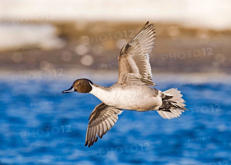 Northern sharptail
