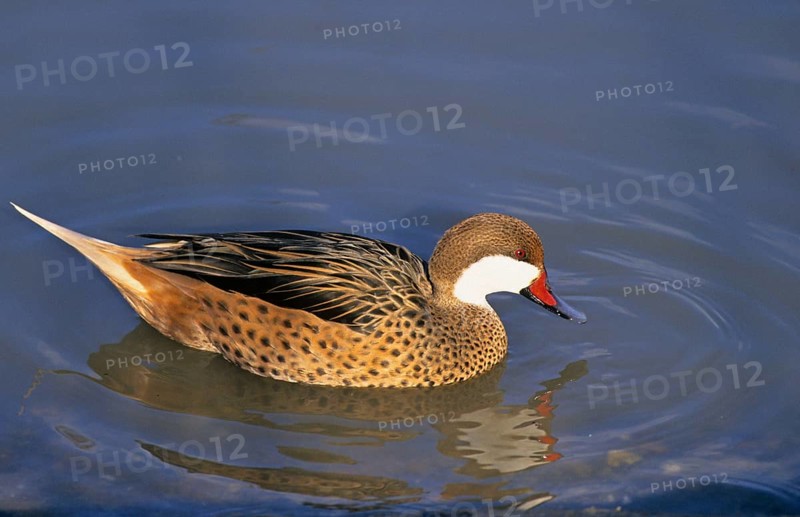 White-cheeked pintail