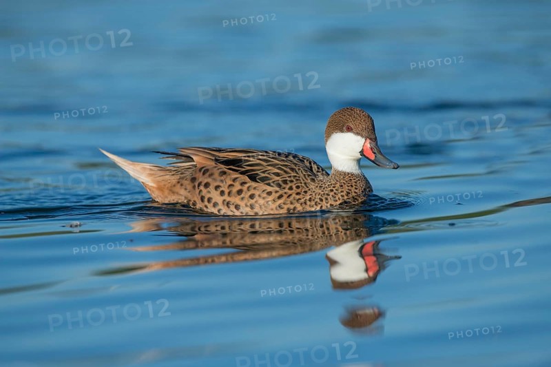 White-cheeked pintail