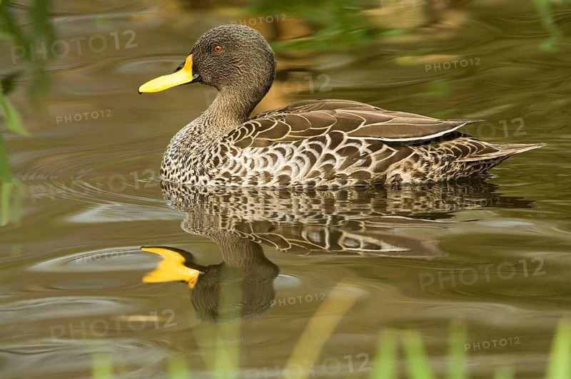 South Georgia Pintail