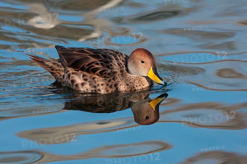 Sharp-tailed Duck
