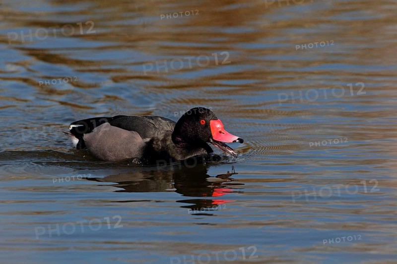 Pink rosy-billed pochard