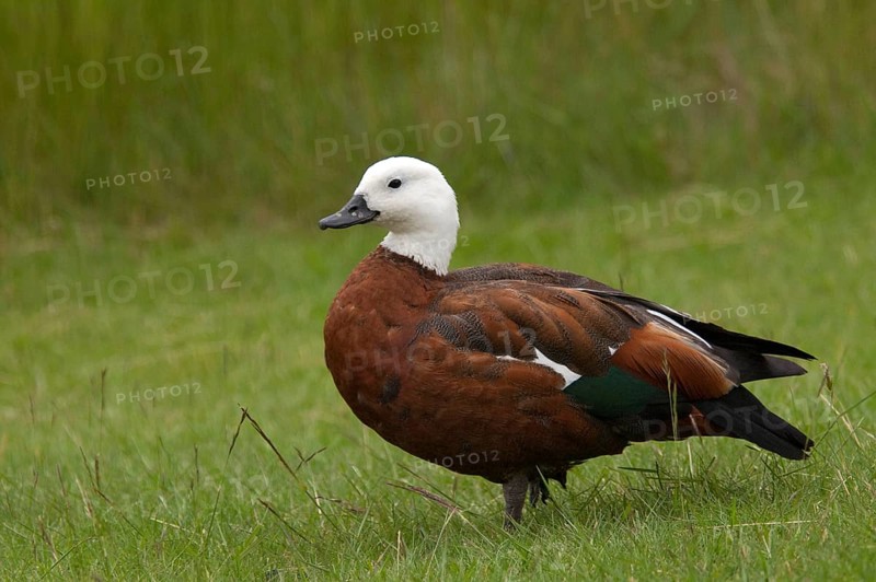 Paradise shelduck