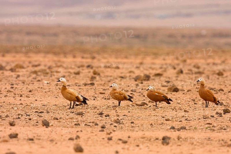 Ruddy shelduck