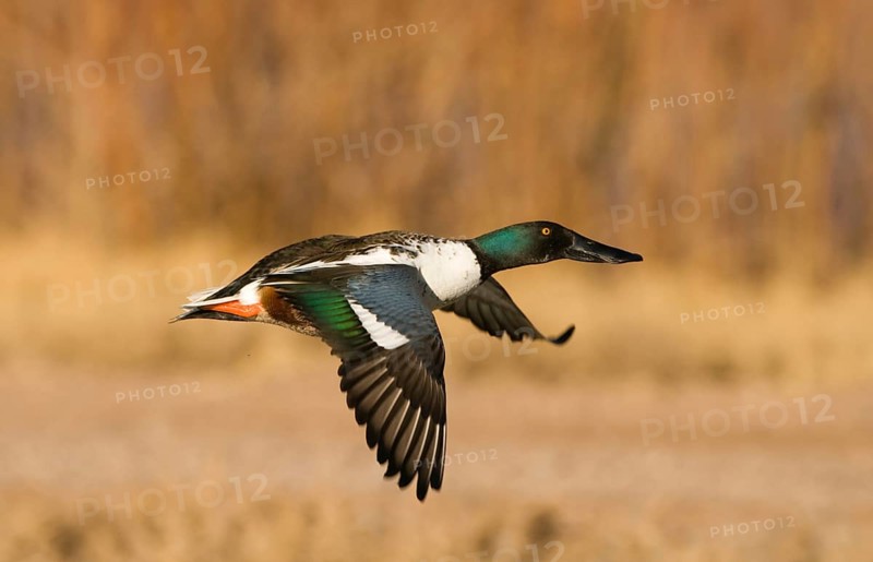 Northern Shoveler