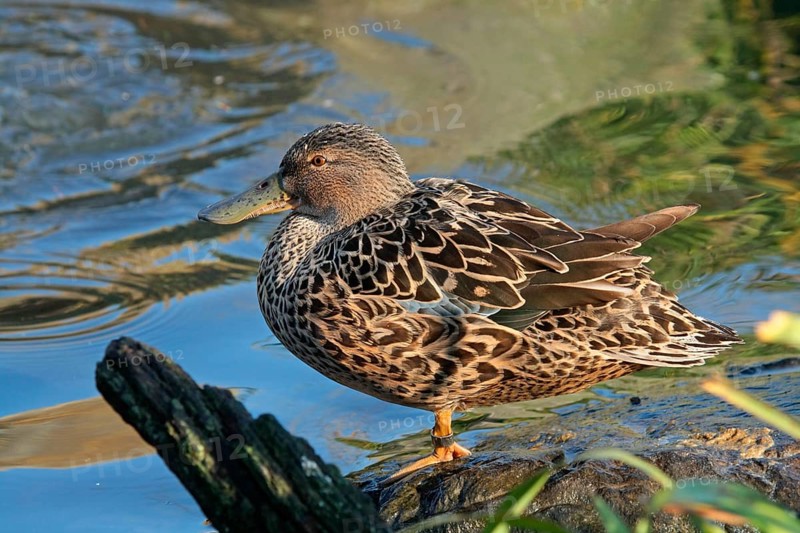 Australian Shoveler