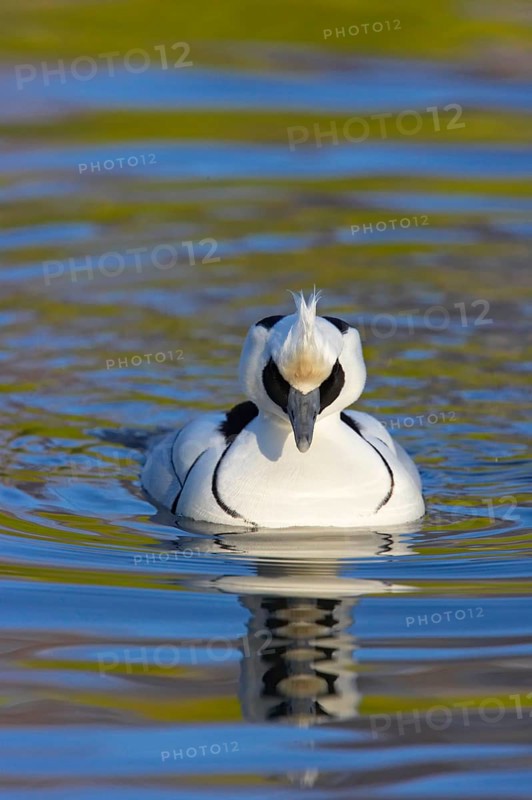 Smew