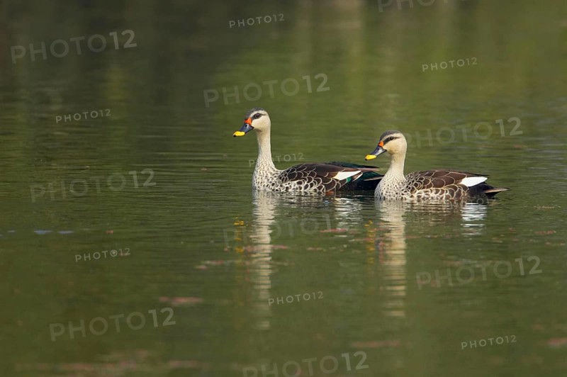 Spot-billed duck