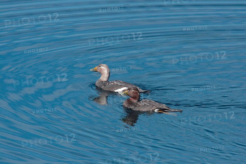 Flying steamer duck