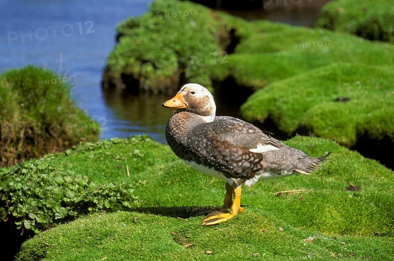 Falkland Steamer Duck