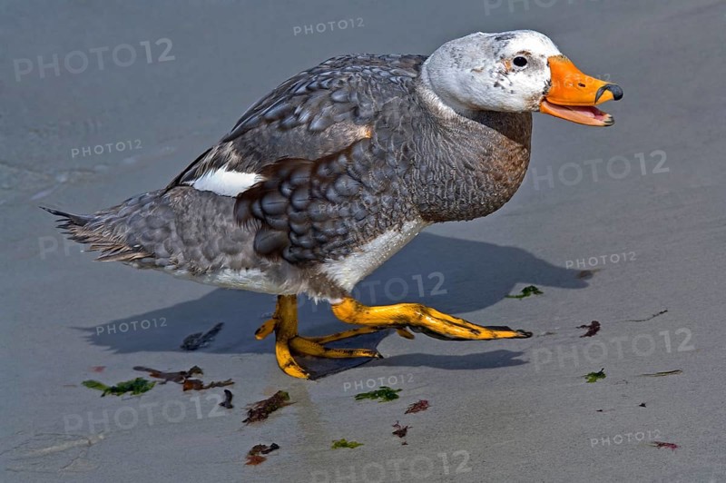 Falkland Flightless falkland steamer duck
